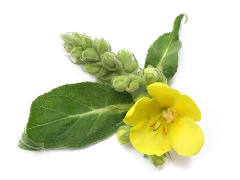 Mullein Leaf