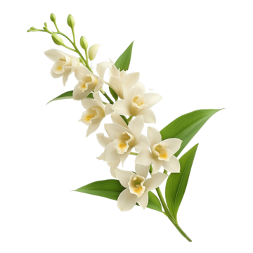 Dendrobium Carrier