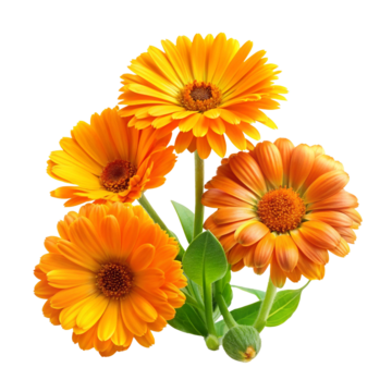 Licorice Root & Calendula